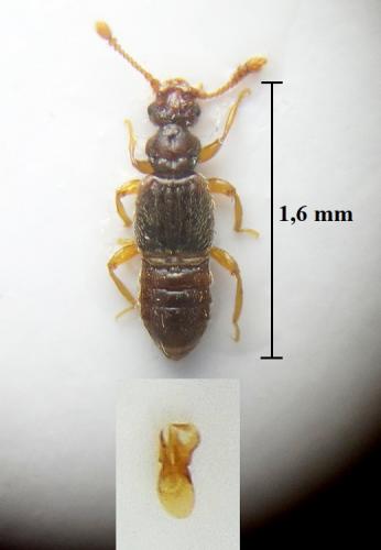Réf. 245 392 : Euplectus kirbii